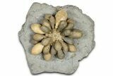 Jurassic Club Urchin (Asterocidaris) - Boulemane, Morocco #366899-1